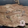 FOOD FOR TARANTULA